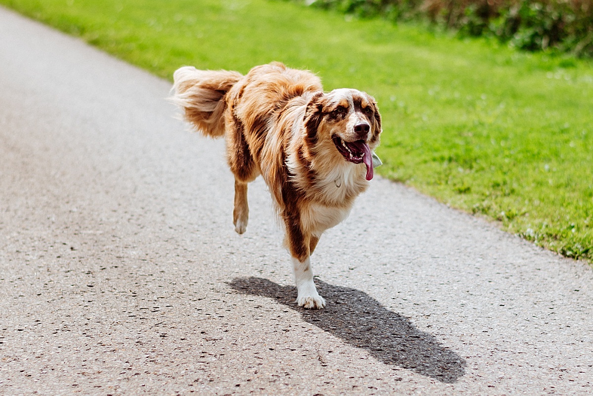 hund, dog, laufender Hund