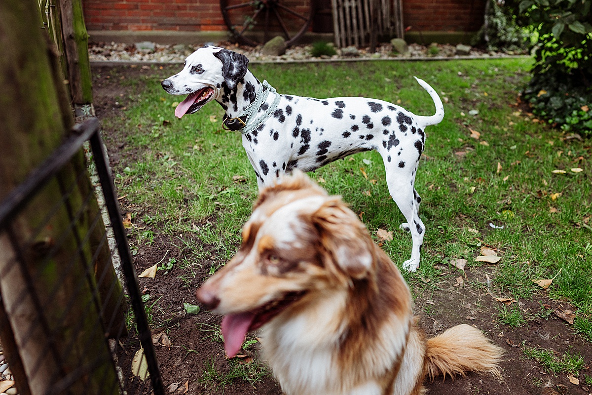 Hunde, dogs, Dalmatiner