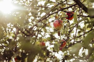 Äpfel, apples, fruchte