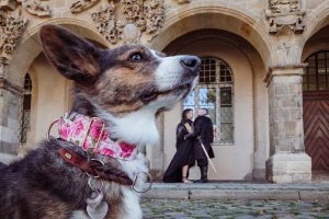 brautpaarshooting mit Hund, hochzeitsfotos harz